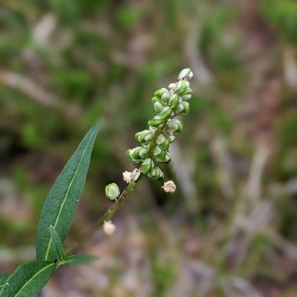 Polygala senega Cvet