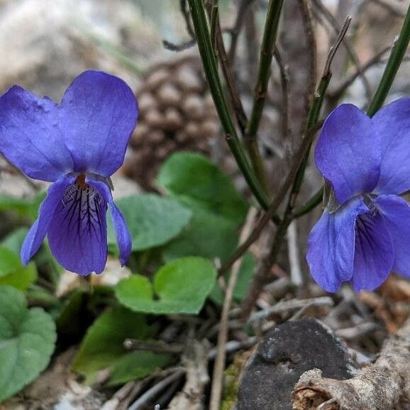 Viola odorata 花