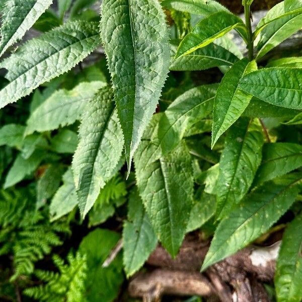 Senecio nemorensis Leaf