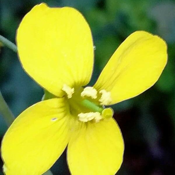 Diplotaxis tenuifolia Flower