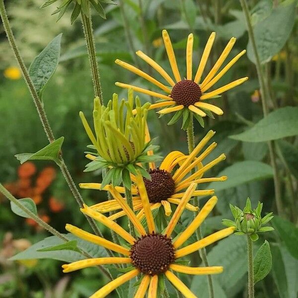 Rudbeckia subtomentosa Цвят