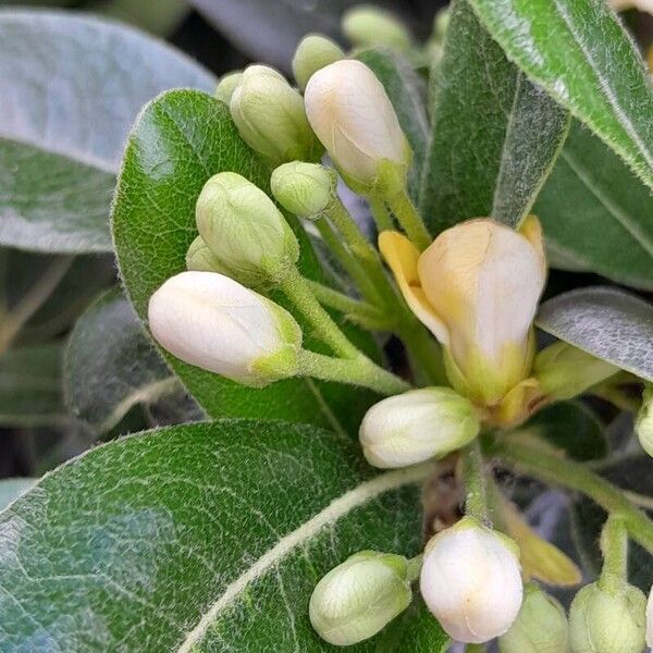 Pittosporum tobira অন্যান্য