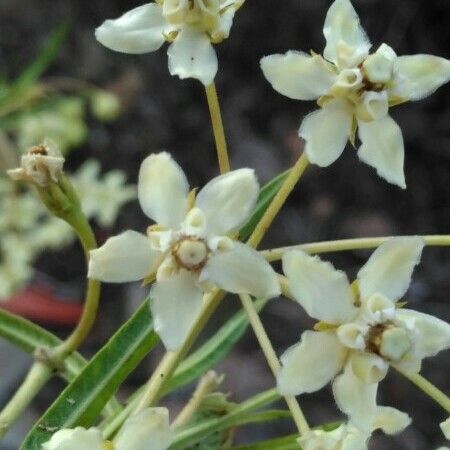 Gomphocarpus physocarpus Blomma