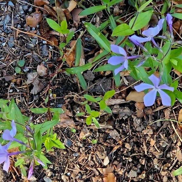 Phlox divaricata Hábito