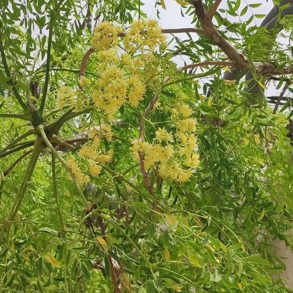 Moringa drouhardii 花