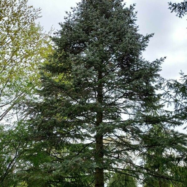 Abies concolor Habit