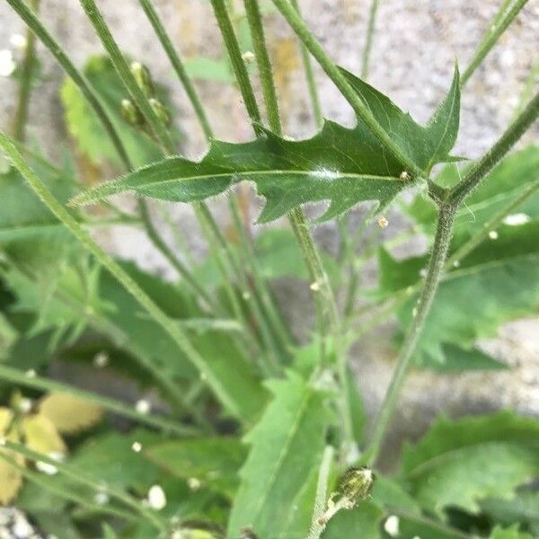 Hieracium lachenalii Leaf