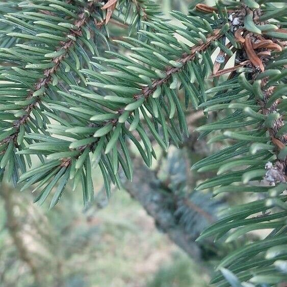 Picea engelmannii Folio