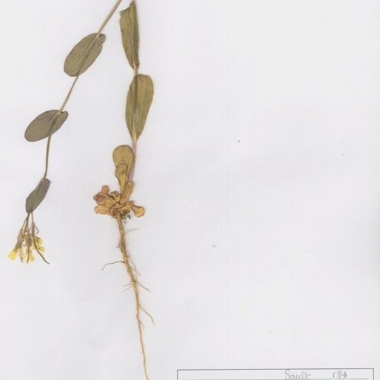 Conringia orientalis অভ্যাস