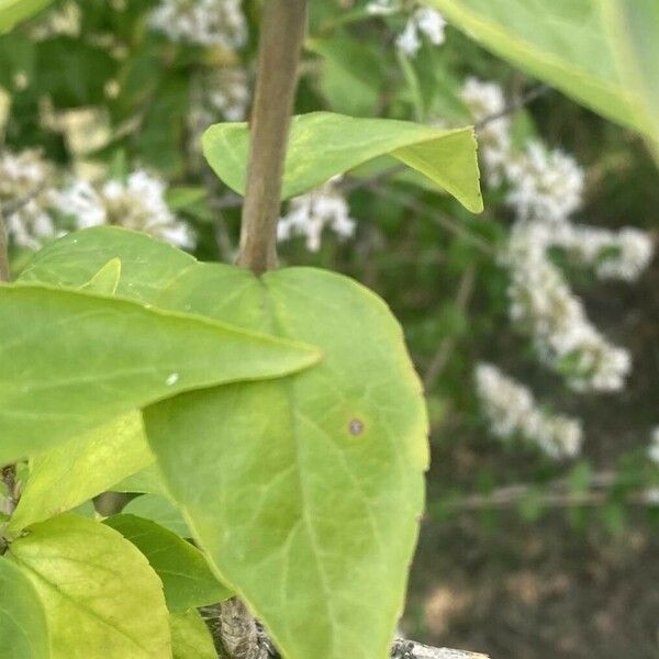 Abelia chinensis Leht