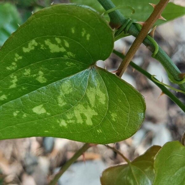 Smilax bona-nox Blad