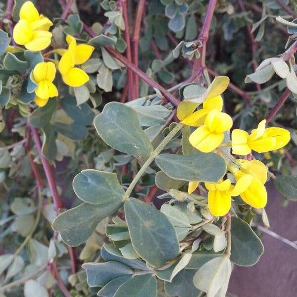 Coronilla valentina Flower