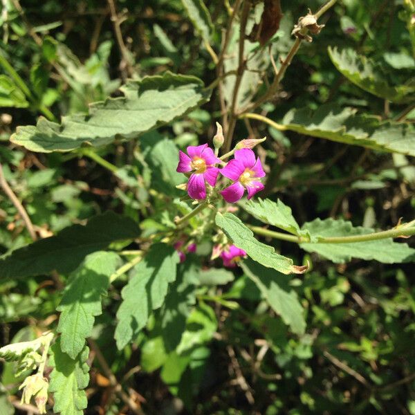 Melochia tomentosa موطن