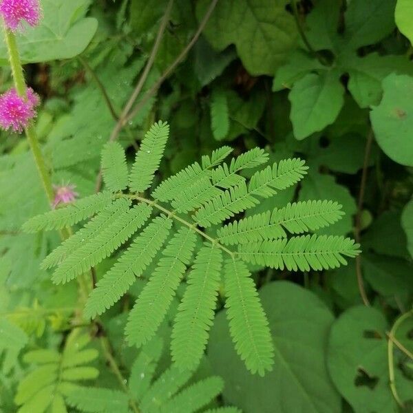 Mimosa diplotricha 葉