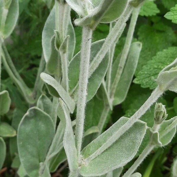 Silene coronaria Feuille