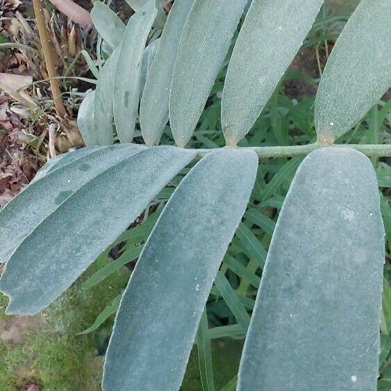 Zamia furfuracea Fuelha