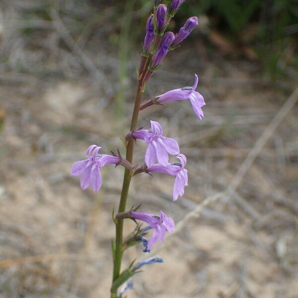 Lobelia urens Blüte