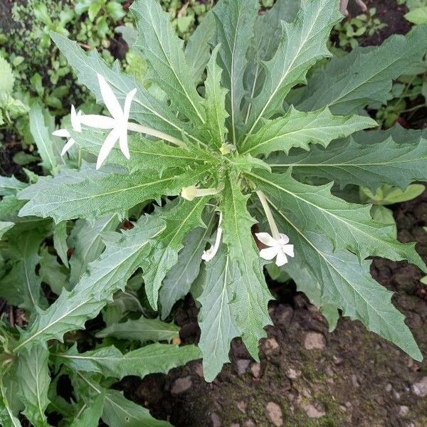 Hippobroma longiflora Leaf