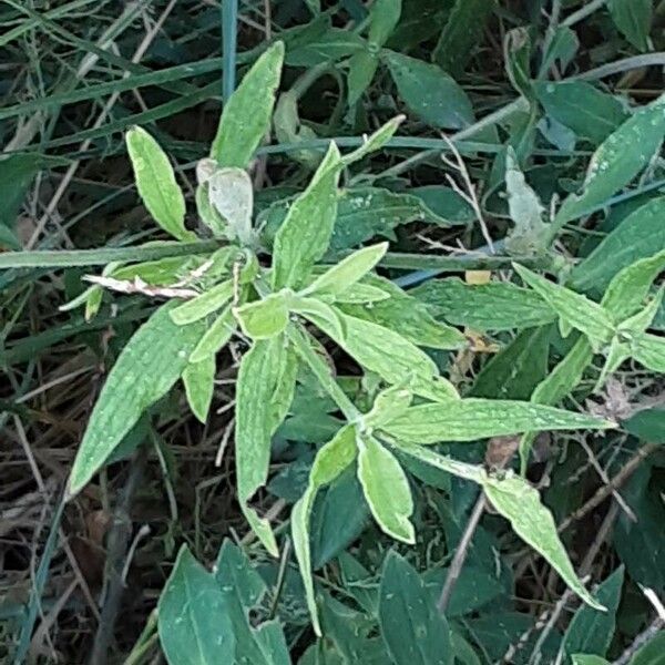 Silene noctiflora Листок