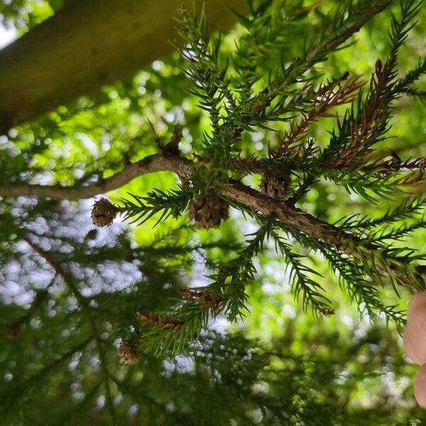 Cryptomeria japonica Fruit