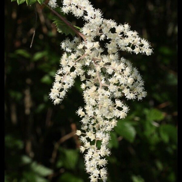 Holodiscus discolor Flower