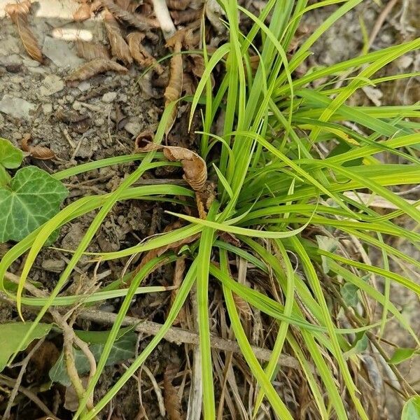 Carex digitata Leaf