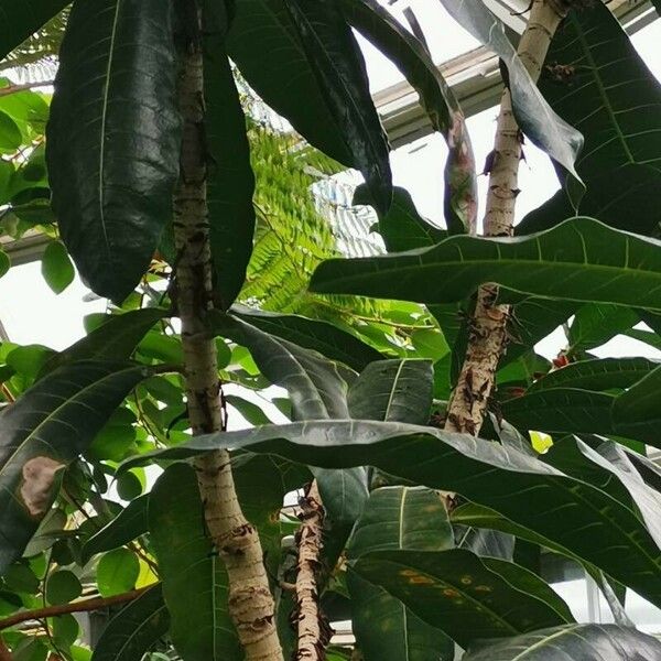 Ficus caballina Elinympäristö