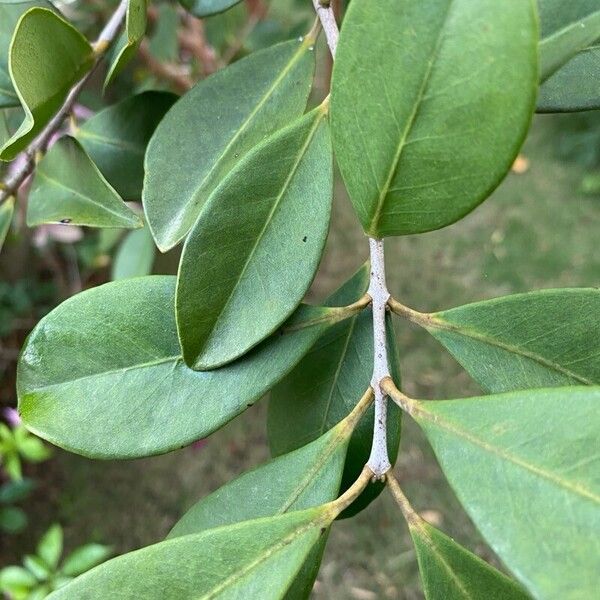 Psidium cattleyanum Hostoa