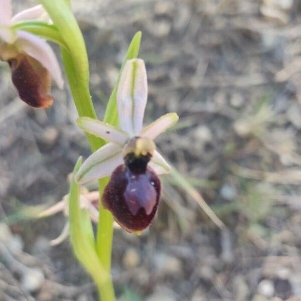 Ophrys arachnitiformis Blomst