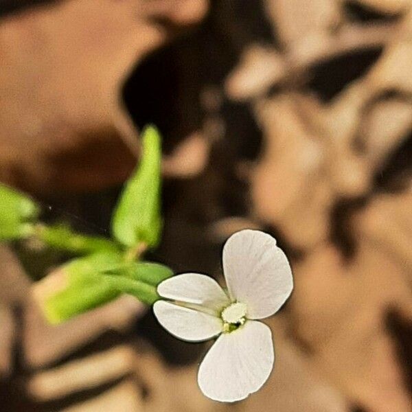 Moehringia lateriflora 花