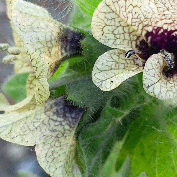 Hyoscyamus niger Flower