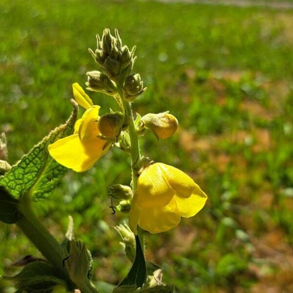 Verbascum densiflorum Fleur