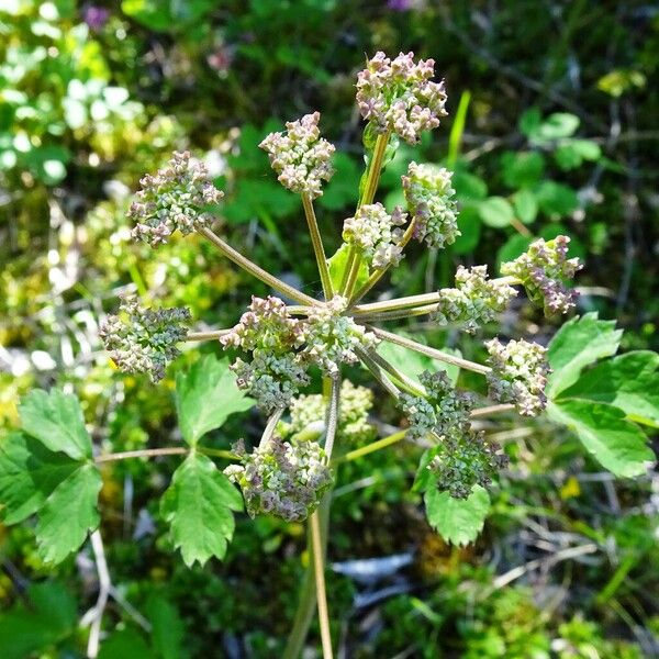 Angelica sylvestris Žiedas