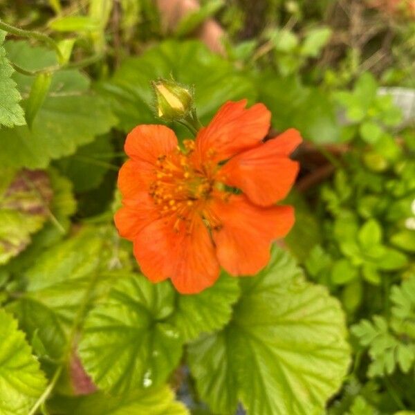 Geum coccineum Кветка