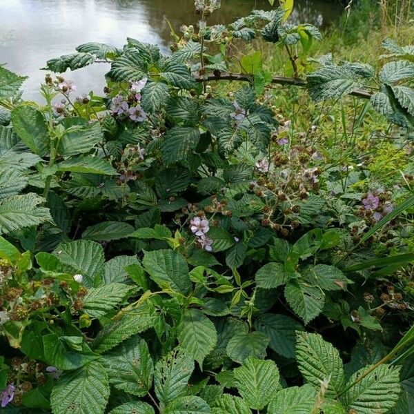 Rubus ulmifolius Habit