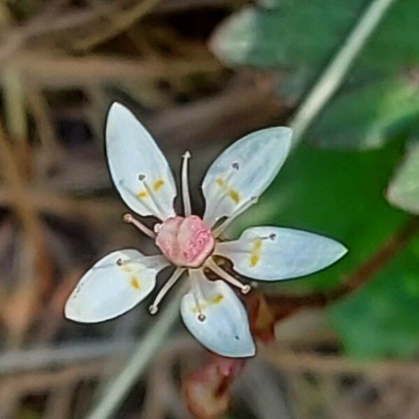 Micranthes stellaris Floare