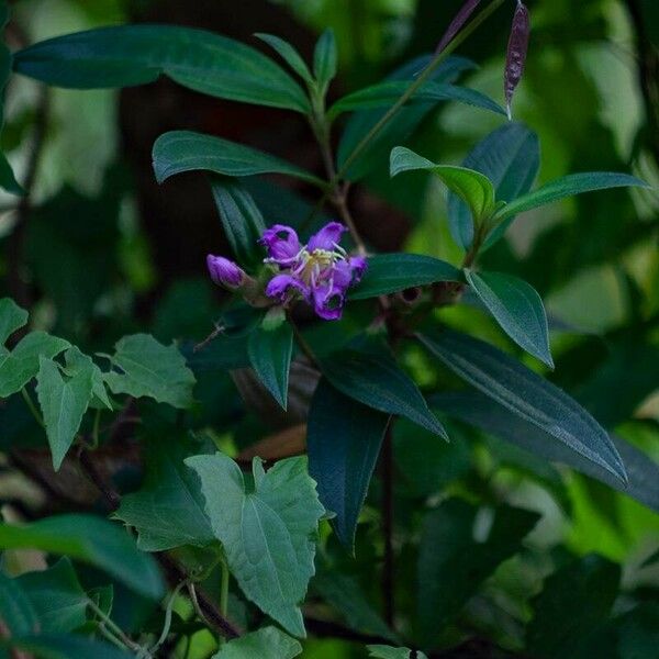 Melastoma malabathricum Çiçek