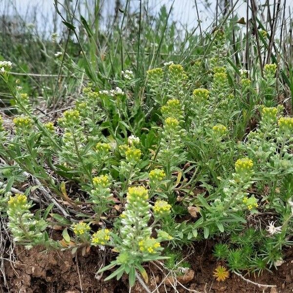 Alyssum alyssoides Habit