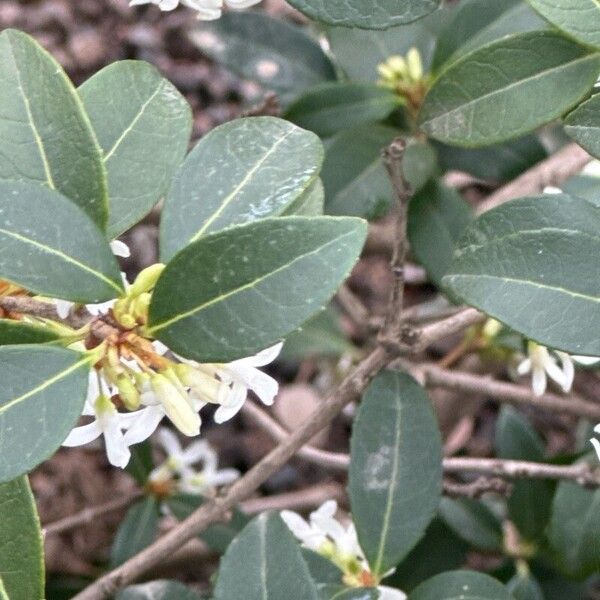 Osmanthus × burkwoodii Leaf