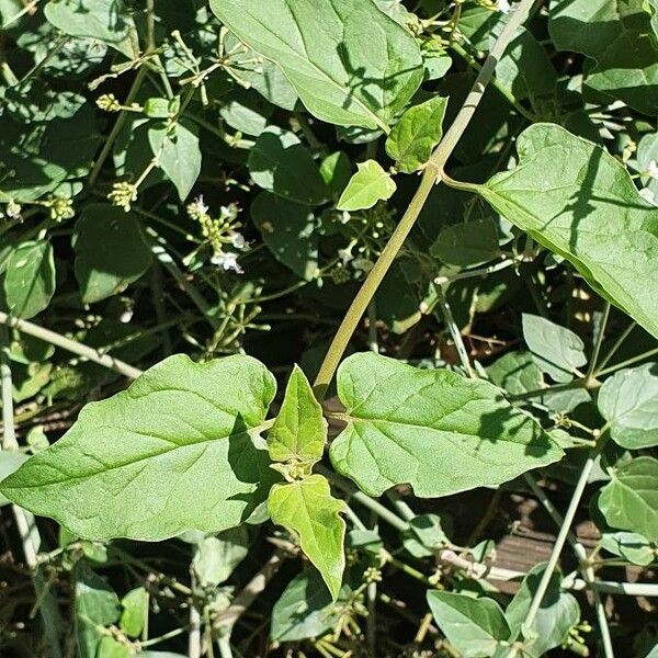 Commicarpus helenae Blad