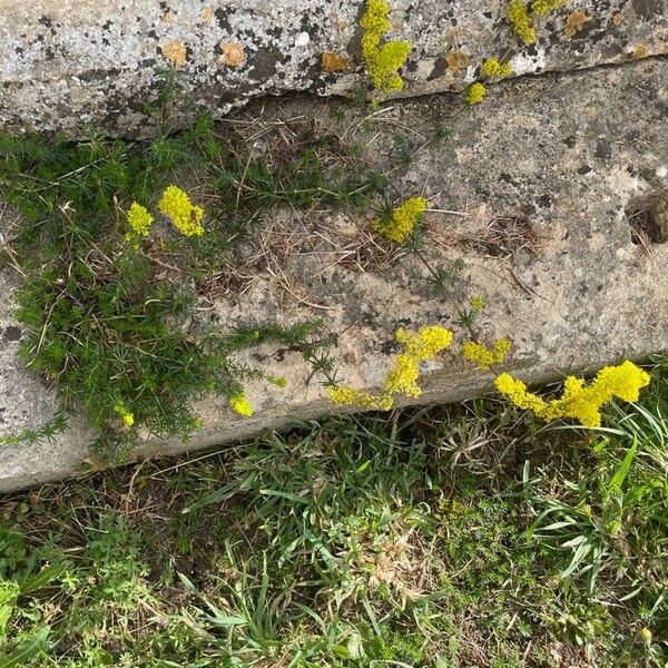 Galium verum Συνήθη χαρακτηριστικά