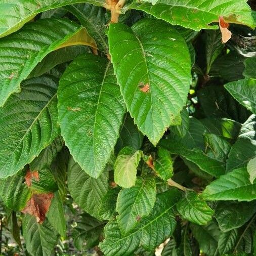 Alnus acuminata Leaf