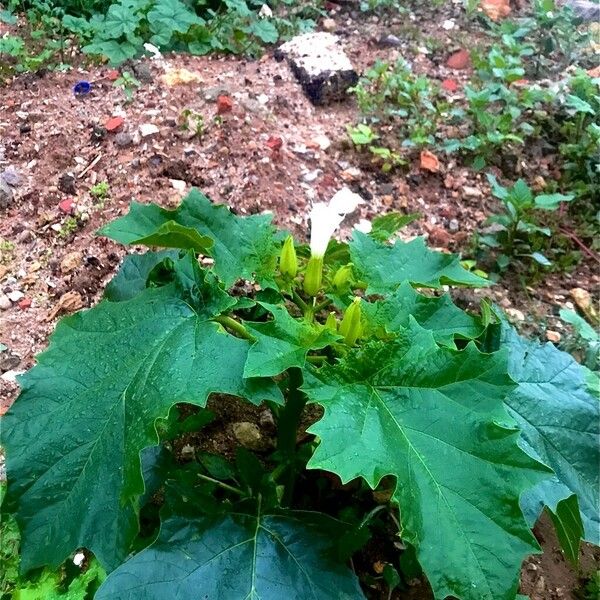 Datura stramonium 整株植物