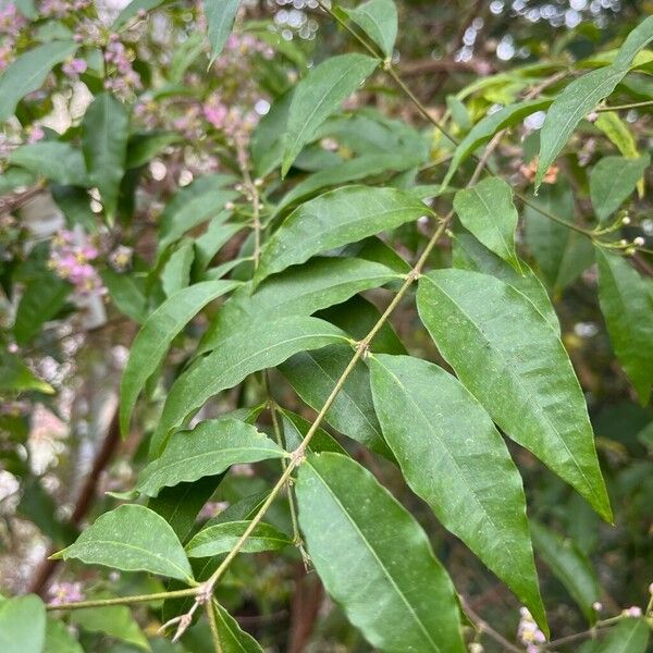 Malpighia glabra पत्ता