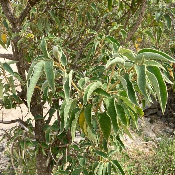 Croton flavens Feuille