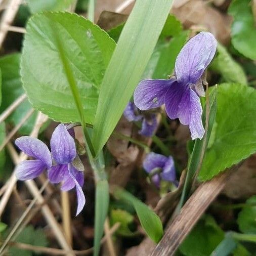 Viola adunca Fulla