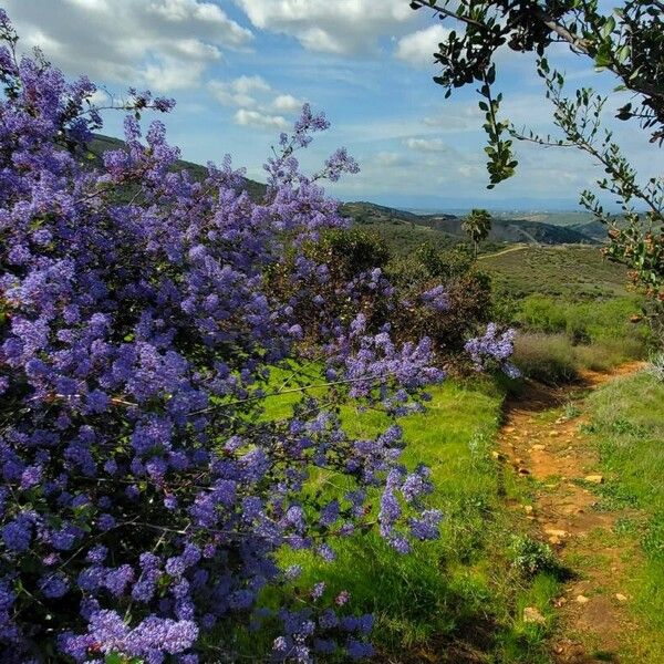 Ceanothus tomentosus Flor