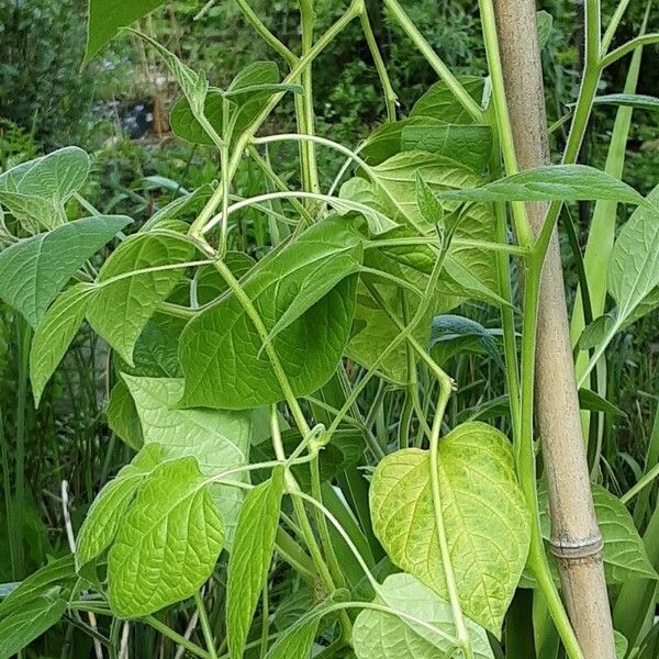 Physalis peruviana आदत