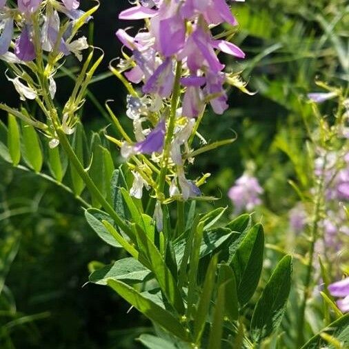 Galega officinalis Leaf