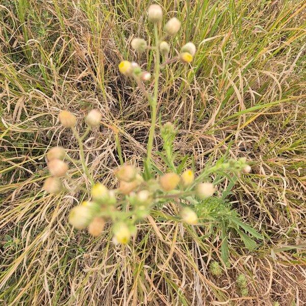 Nidorella aegyptiaca Floare